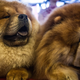 Illustration for article titled Media Is Setting an Unhealthy Beauty Standard for Dogs